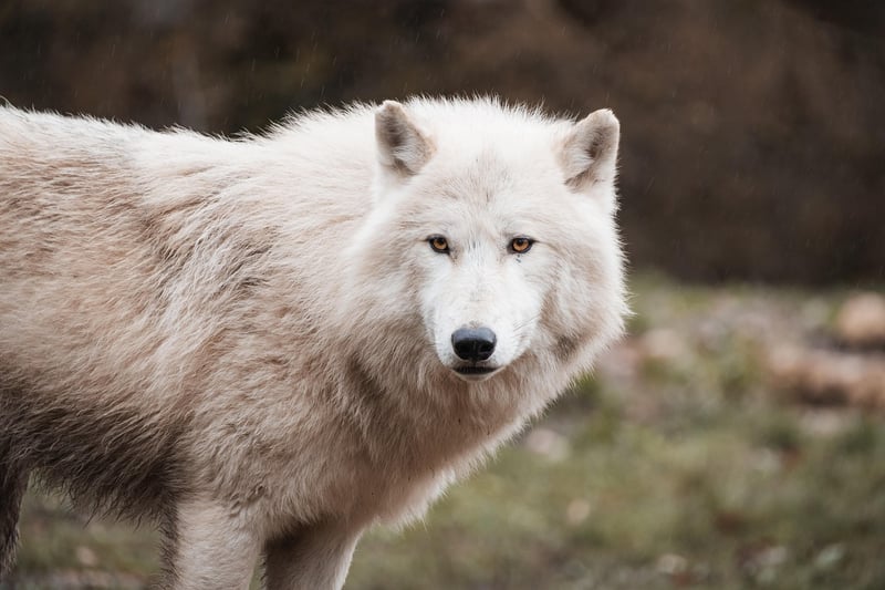 Wolf